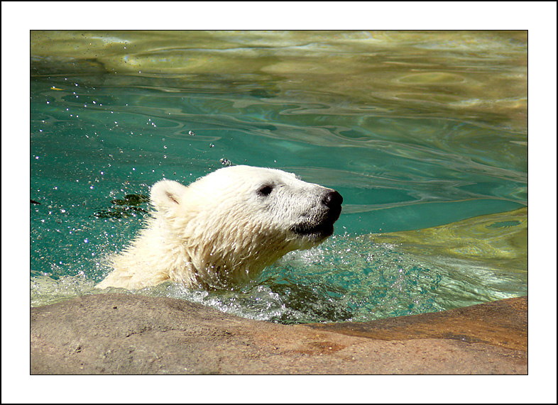 Orso