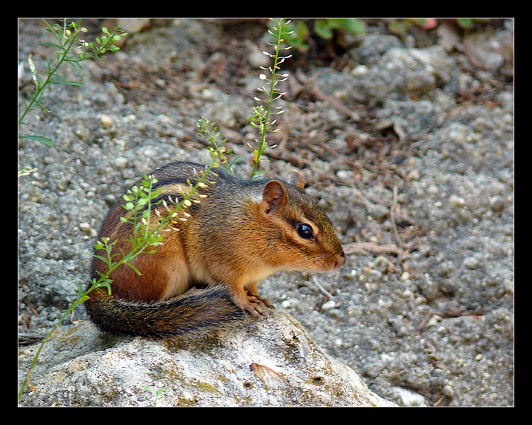 Squirrel