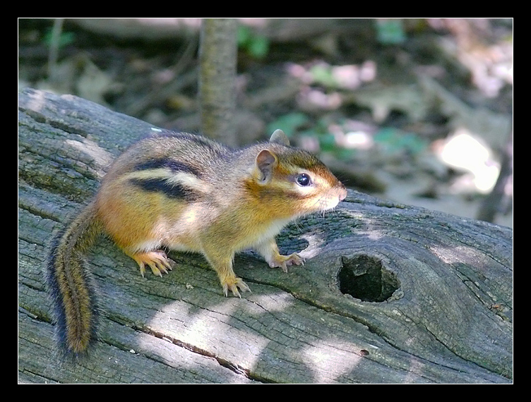 Squirrel2