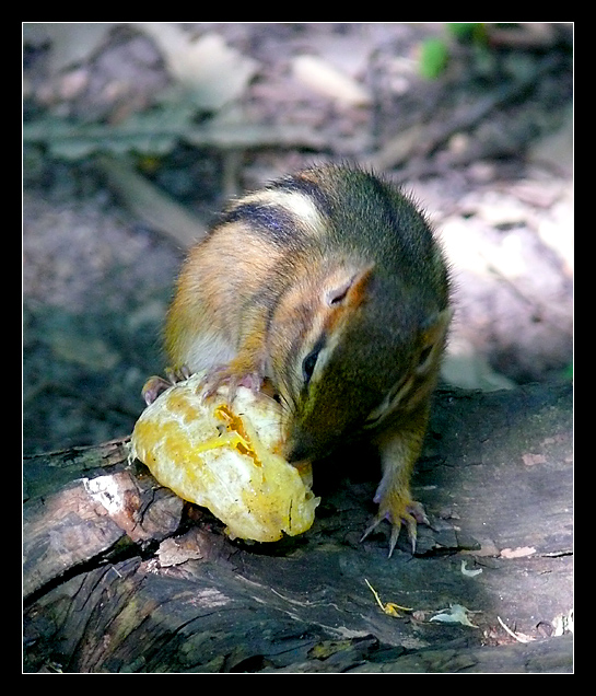 Squirrel3
