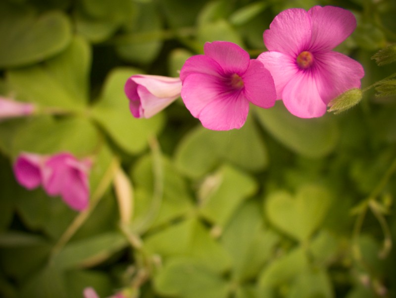 Piccolo fiore