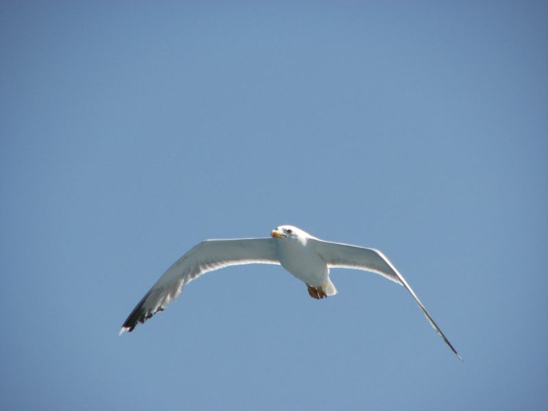 volo