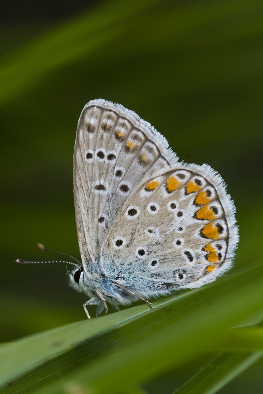 farfallina