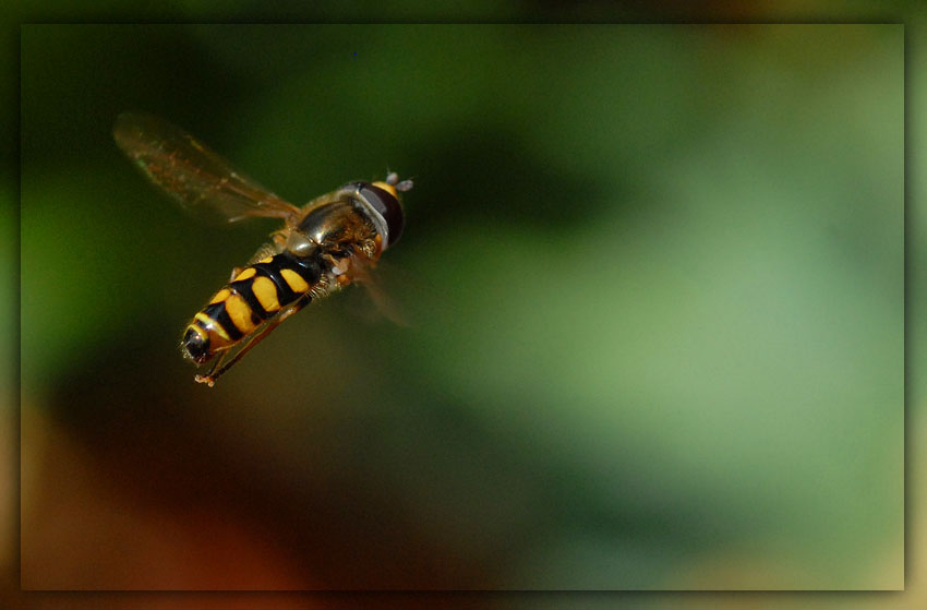 in volo