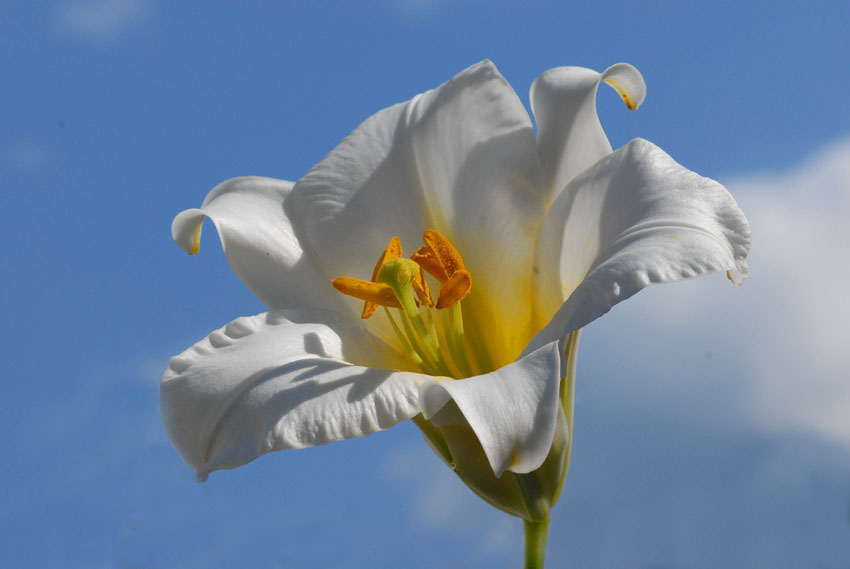 giglio bianco