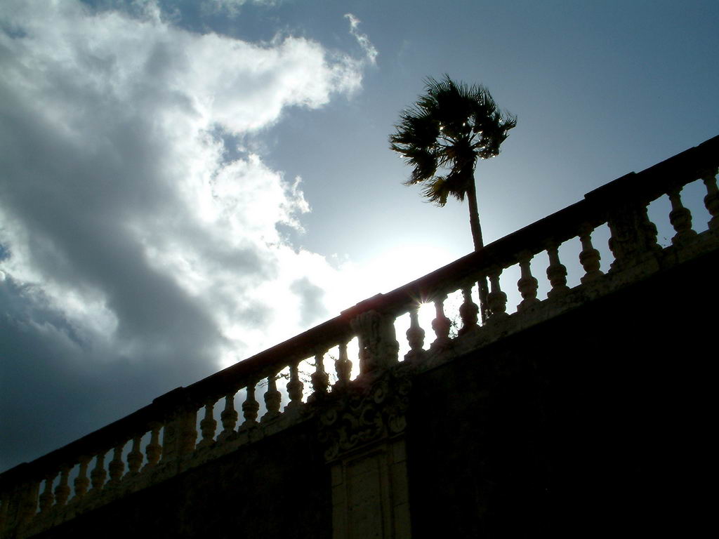 Palma in controluce