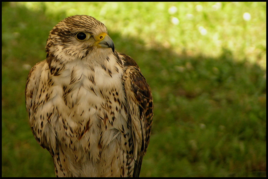 Sguardo rapace (1)