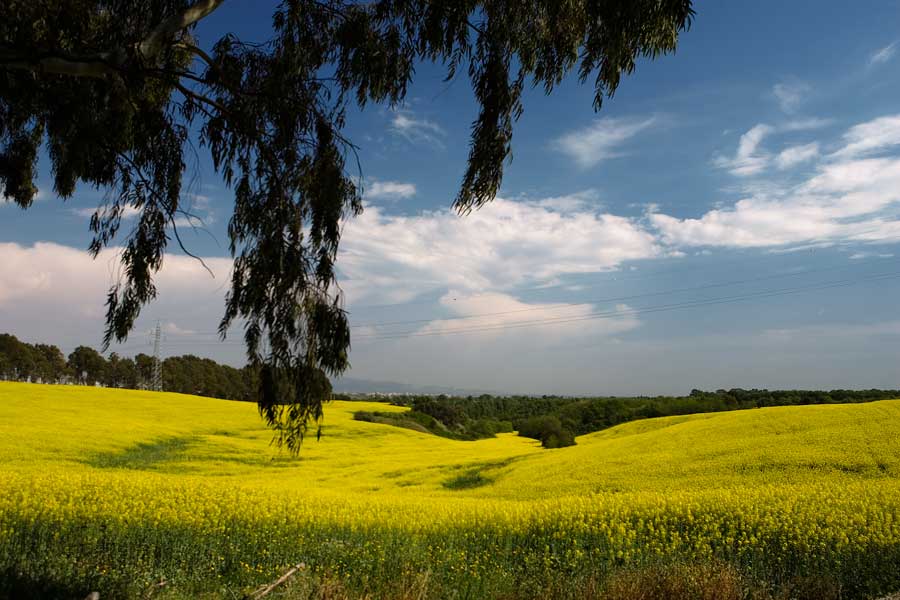 Colsa-Field
