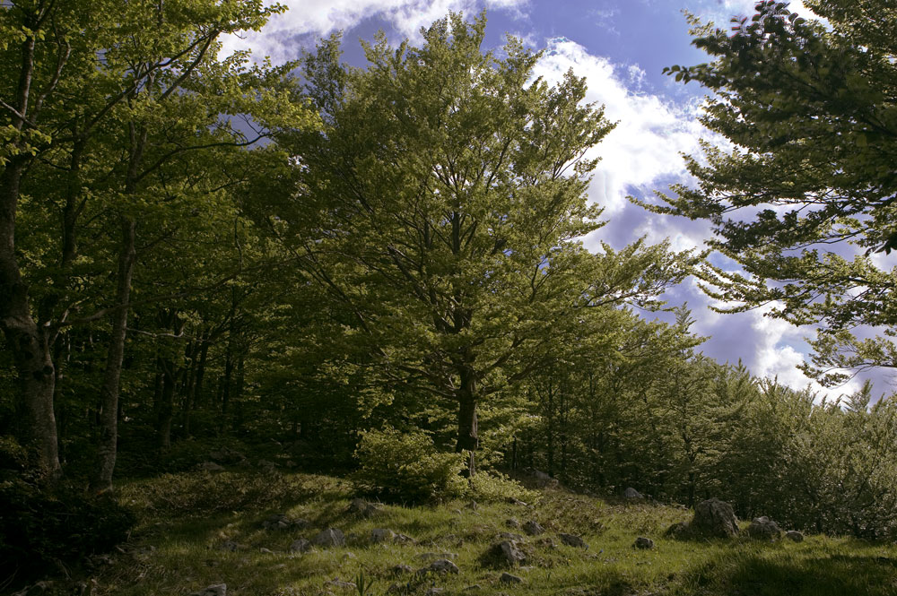 LAGA-TREES---HDR