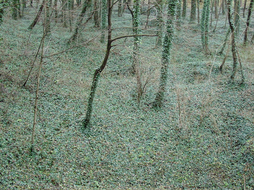 sottobosco-Gloria