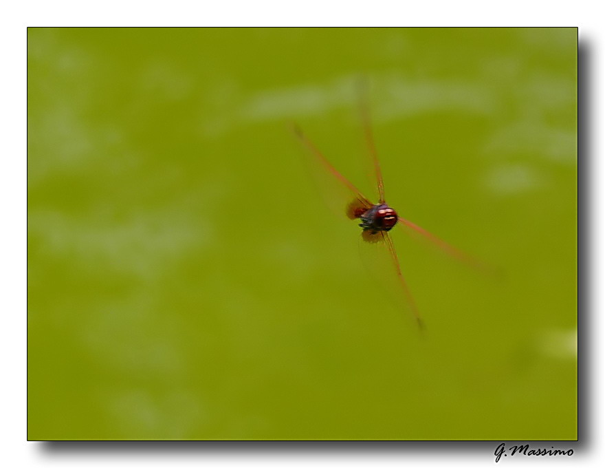 Dragonfly - volo frontale