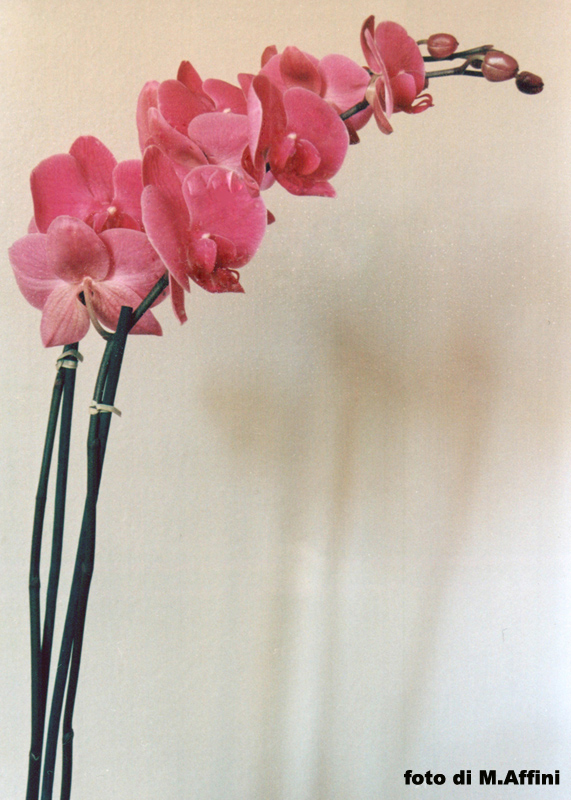 orchidea