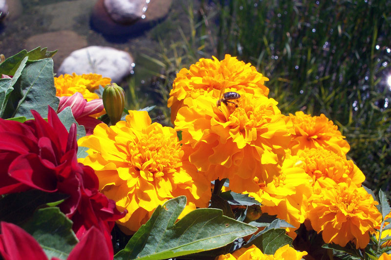 Giallo
