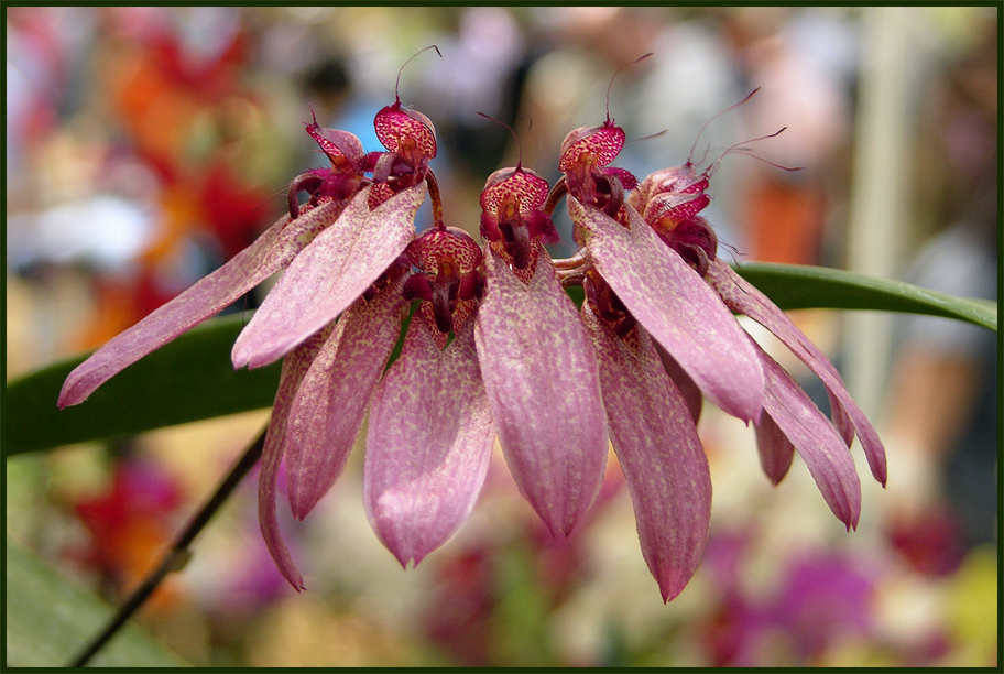 Orchidea 6
