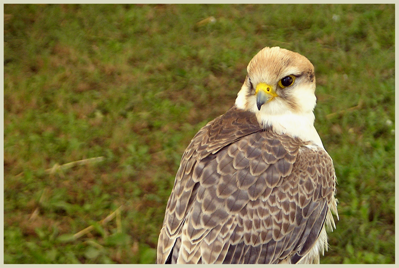Sguardo rapace (2)