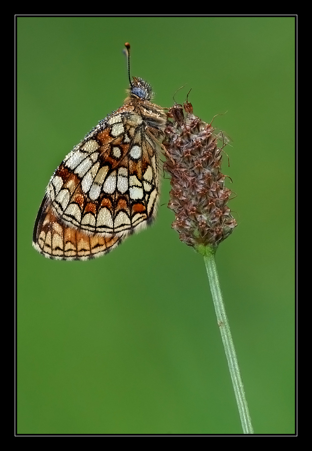 Melitaea athalia
