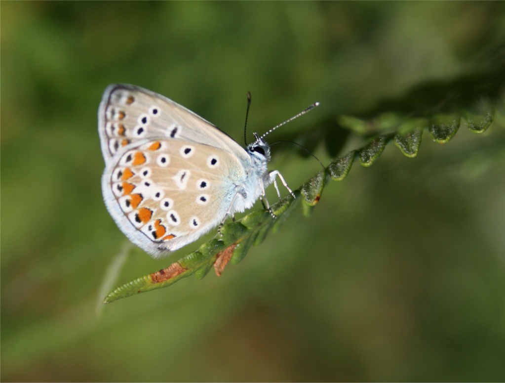 Farfalla