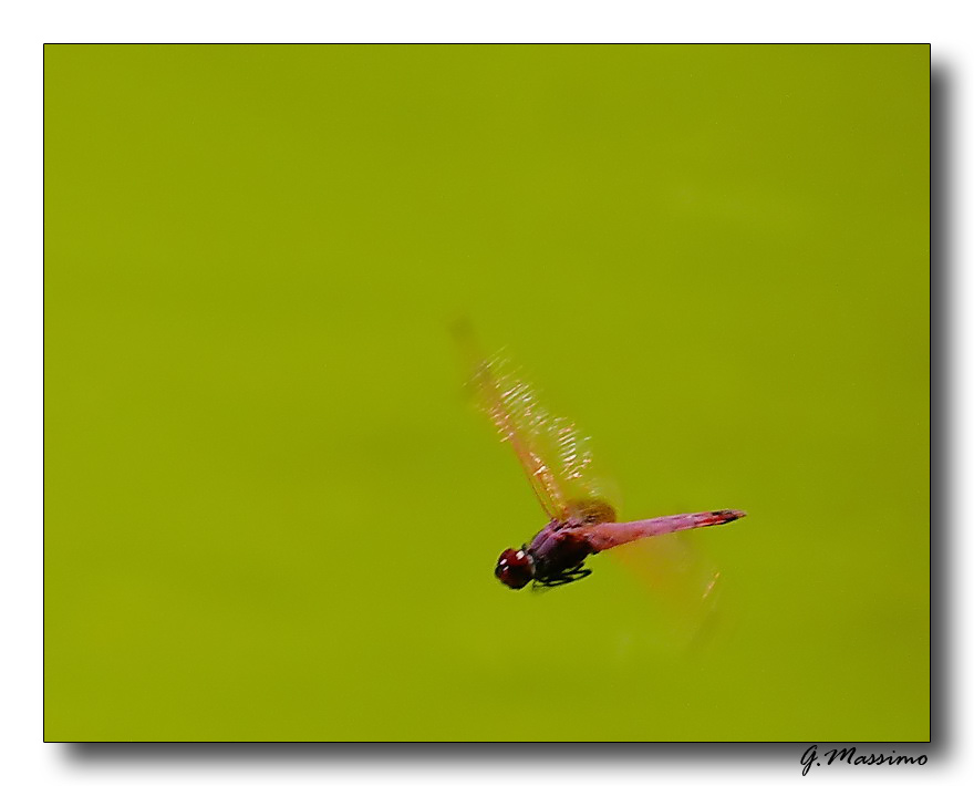 In volo...