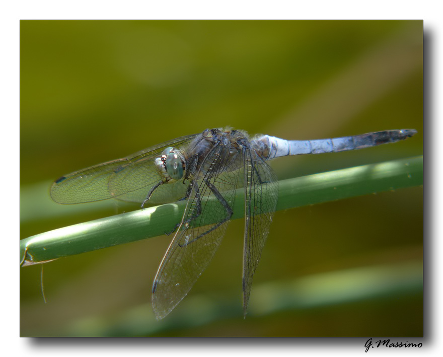 Libellula