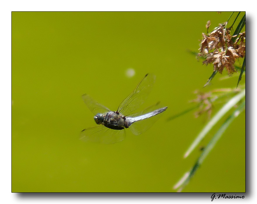 Dragon in volo