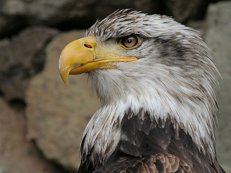 aquila