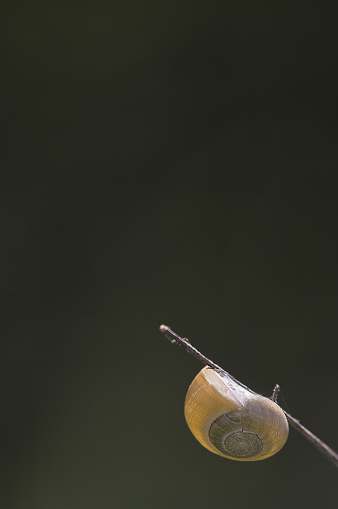 lampadina