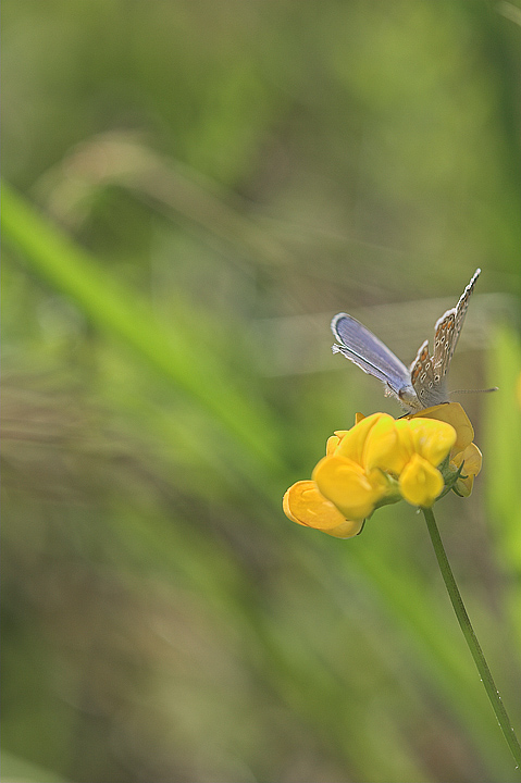 bifiore