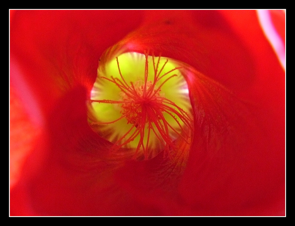 un mondo colorato...in un fiore