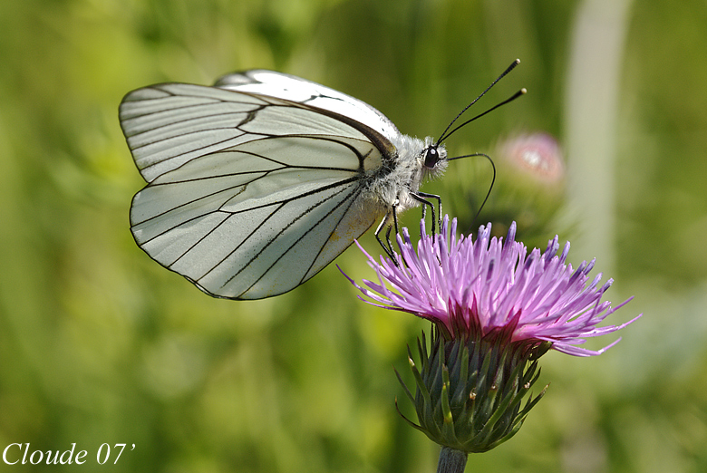 Aporia Crataegi