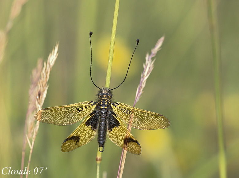 Ascalafo  Libelloides coccajus