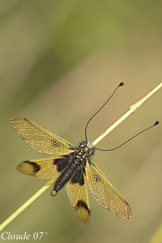 Ascalafo Libelluloides
