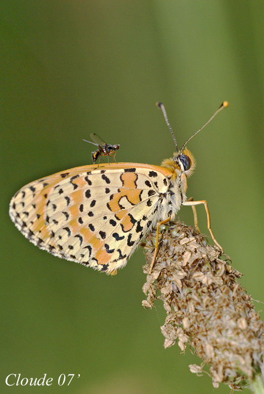Lycenide