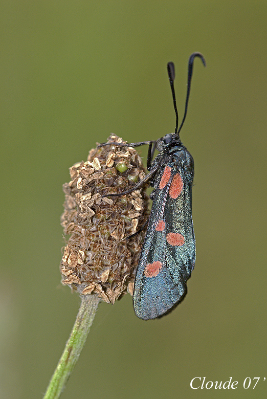 Zygaena