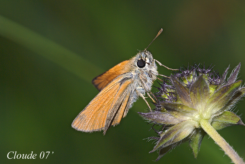 Thymelicus Sylvestris