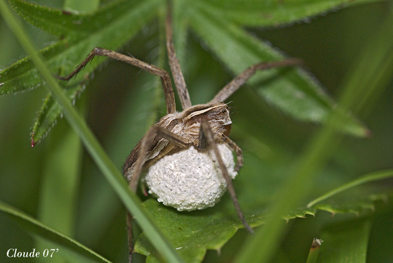 Pisaurea Mirabilis