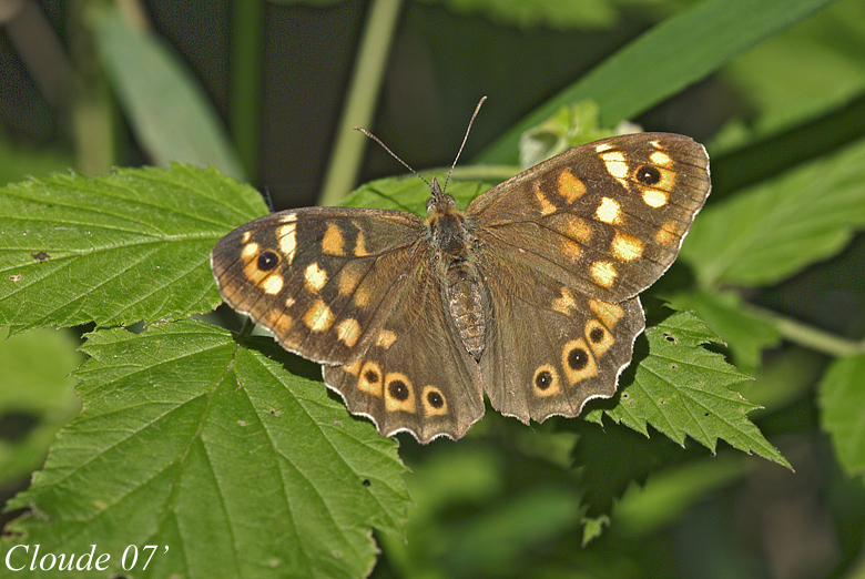 Pararge Aegeria