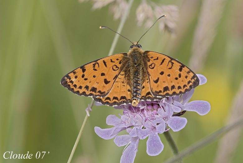 Melitaea Didyma