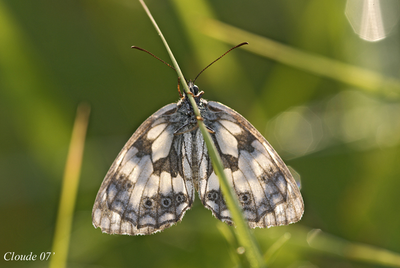 Melanargia Galathea