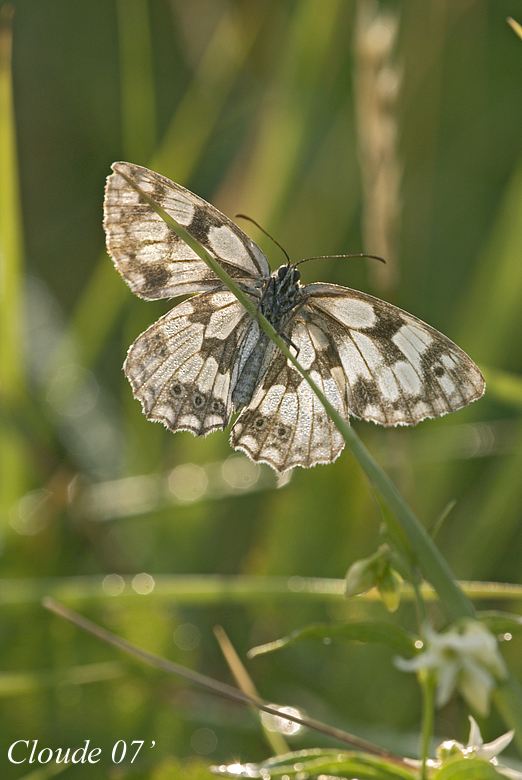 Melanargia Galathea