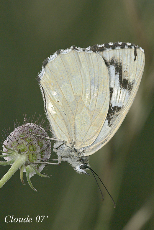 Melanargia Galathea