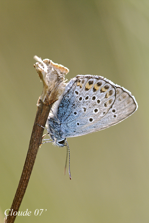 Lycenide