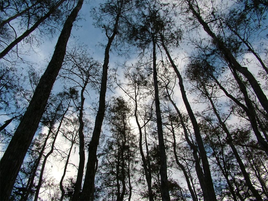 cielo di Florida