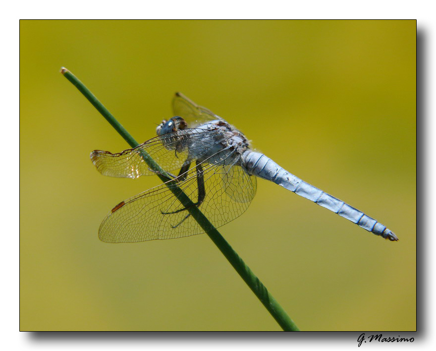 Libellula Azzurra 2