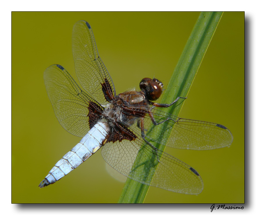 Libellula depressa