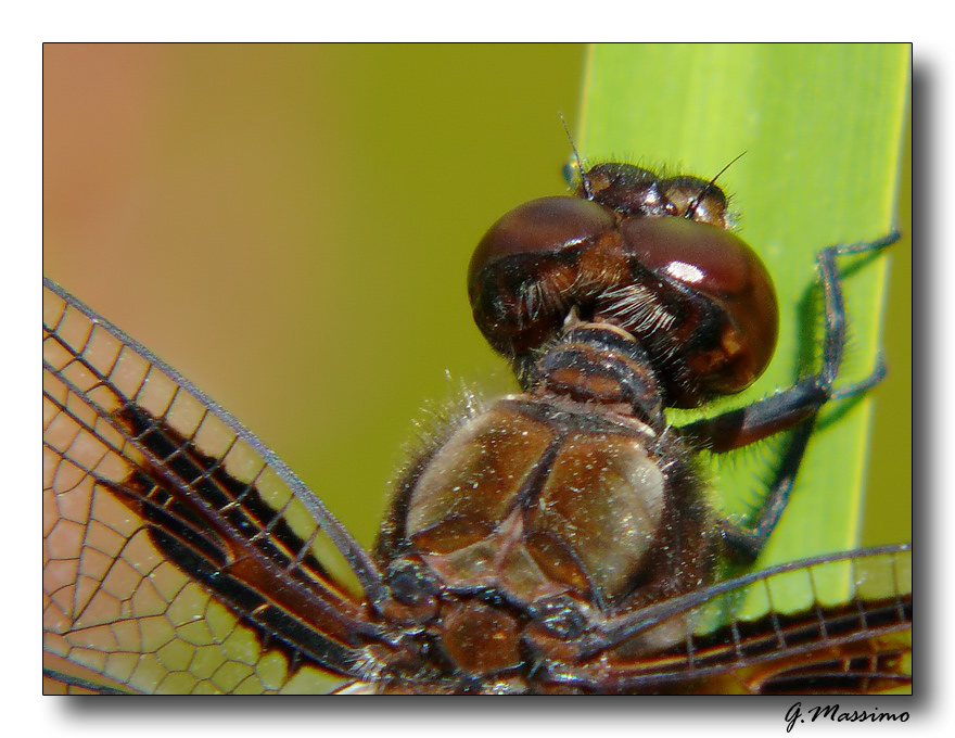 ingrandimento libellula depressa