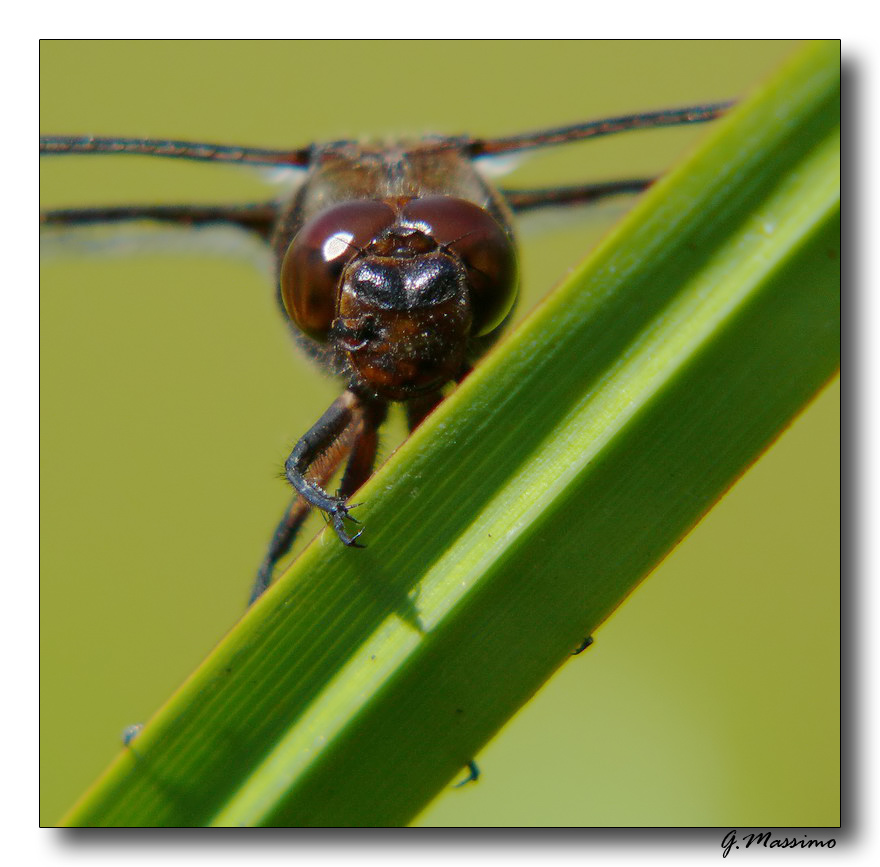 Libellula depressa - primo piano