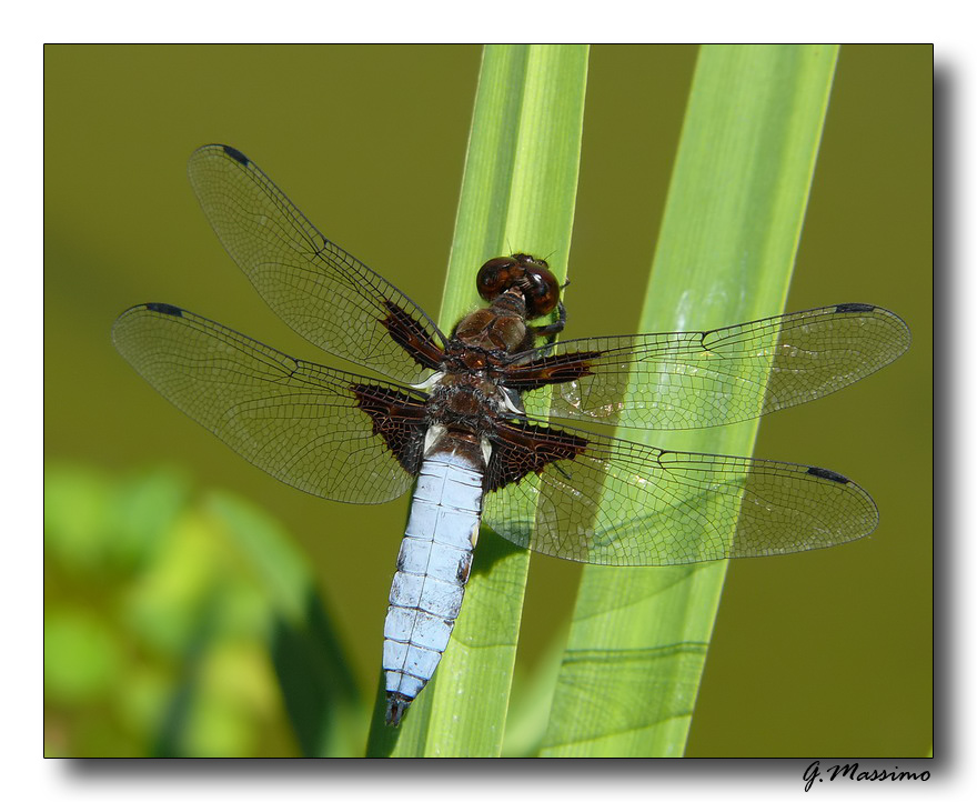 libellula depressa 3