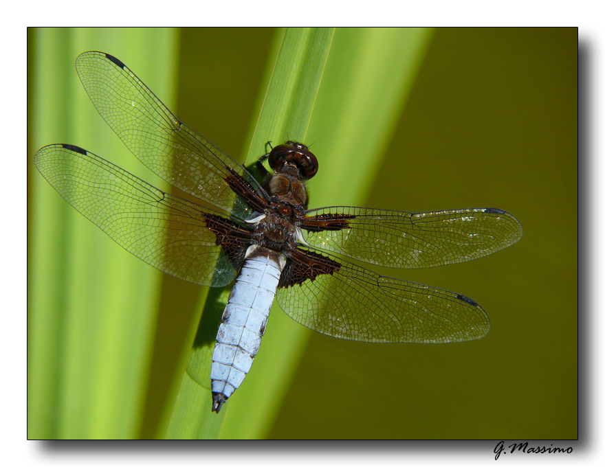 libellula depressa 4