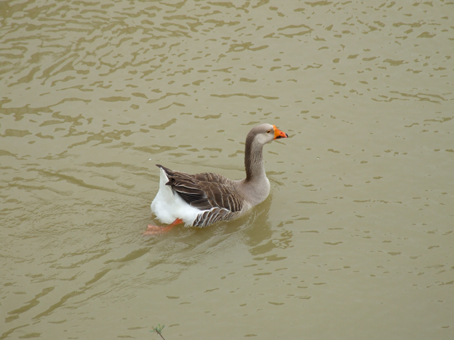Anatra femmina