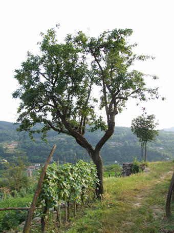 albero